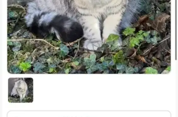 Animaux perdus Saint-Grégoire, photo: Chatte British Shorthair perdue à Saint-Grégoire