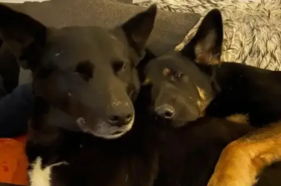 Chien perdu Saugnac-et-Cambran, photo : Chiens type berger perdus à Mimbaste