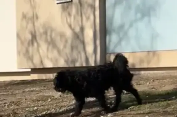 Animaux trouvés Creutzwald, photo: Petit chien noir trouvé à Creutzwald