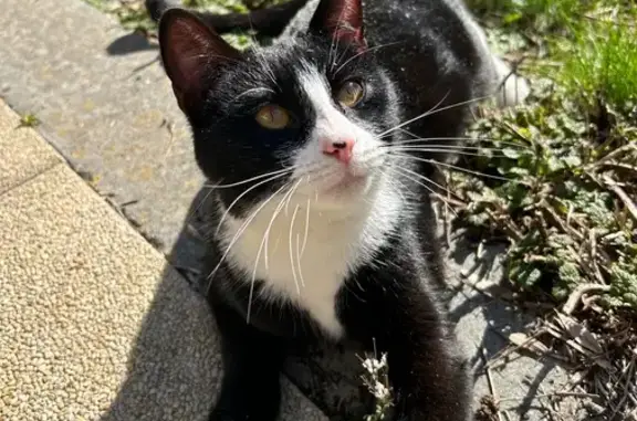 Chat noir et blanc trouvé à Bossey - photo