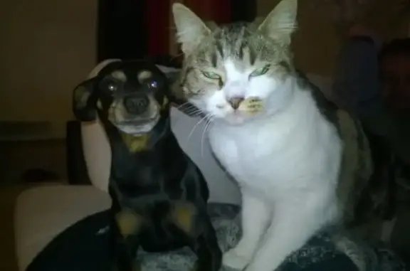 Chien perdu , photo : Auster, pinscher nain perdu à Cayrac
