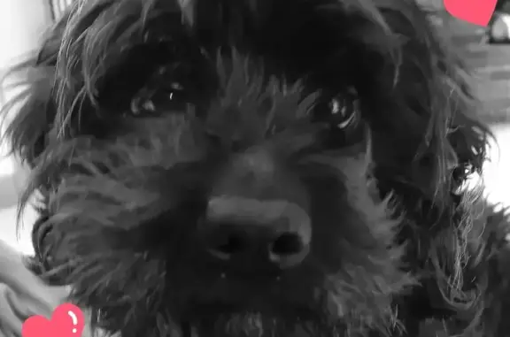 Chien noir Loulou perdu à Saint-Sauveur - photo
