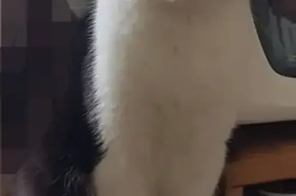 Chat perdu, Sèvres, photo: Lipton, chat européen noir et blanc perdu