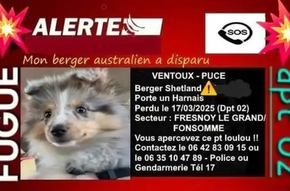 Chien perdu Fresnoy-le-Grand, photo : Chien perdu avec harnais à Fresnoy-le-Grand