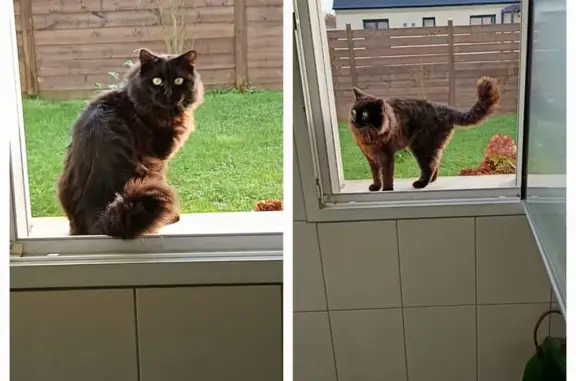Chat perdu à Loctudy : Georges, 2 ans - photo
