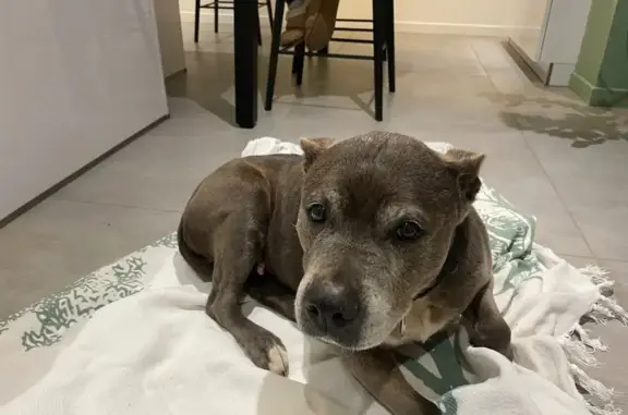Chien trouvé Montreuil-le-Gast, photo: Staffie femelle trouvée à Montreuil-le-Gast