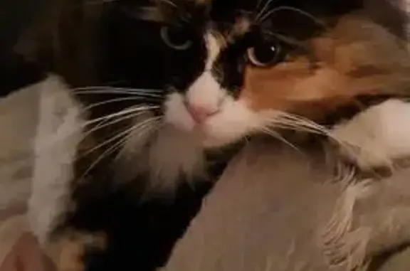 Chat perdu, Nègrepelisse, photo: Nikita, chatte norvégienne perdue à Nègrepelisse