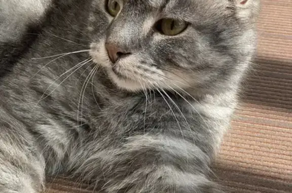 Chat perdu, Saint-Fons, photo: Chat européen mâle gris-blanc perdu à St-Fons