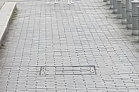 Chien craintif trouvé avec collier à Bordeaux - photo