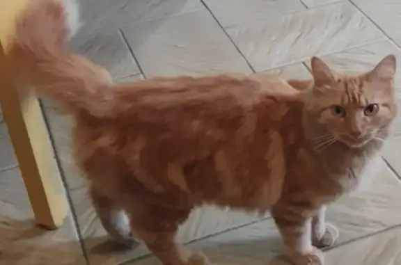 Animaux perdus Colomiers, photo: Simba, chatte rousse disparue à Colomiers