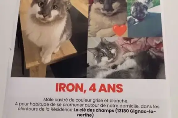 Animaux perdus Gignac-la-Nerthe, photo: Chat gris et blanc perdu à Gignac-la-Nerthe