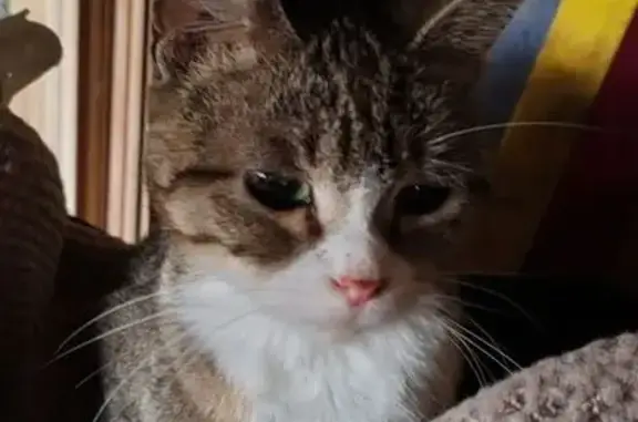 Animaux trouvés Romainville, photo: Chatte grise tigrée trouvée, enceinte, Romain
