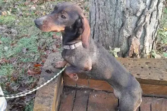 Chien perdu : Teckel croisée brune, Shanel - photo