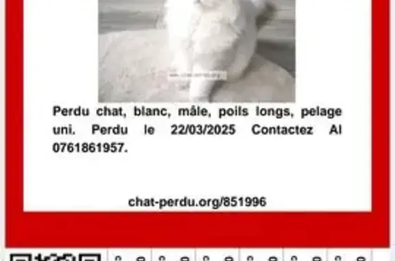 Chat perdu, , photo: Chat blanc perdu à Gonfreville-l'Orcher