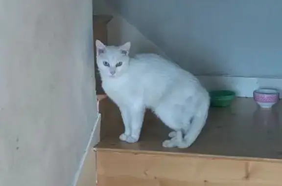 Chat européen blanc perdu à Noisiel - photo