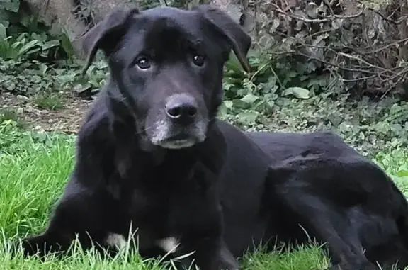 Animaux trouvés Breteuil, photo: Chien noir mâle trouvé, taches blanches