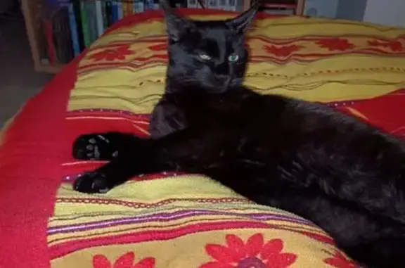 Chat perdu, Locmiquélic, photo: Chaton noir 6 mois perdu à Locmiquélic