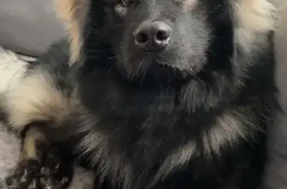 Animaux perdus , photo: Améo, Eurasier noir et crème perdu