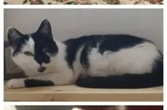 Chatte craintive perdue à Sens - photo