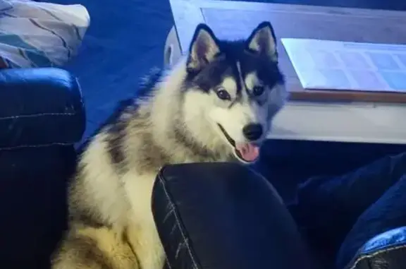 Chien trouvé Malville, photo: Husky mâle errant à Malville