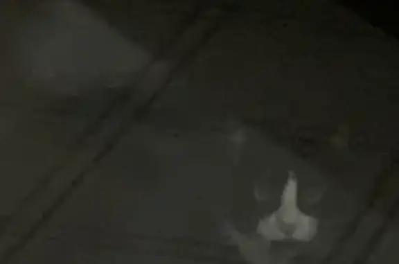 Chat noir et blanc trouvé Rue d'Inkermann - photo