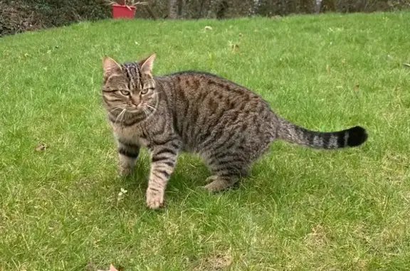 Chat européen trouvé, câlin, rue des Pinsons - photo