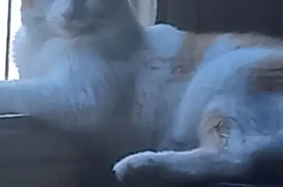 Gato Desaparecido na Rua Natanael Fernandes