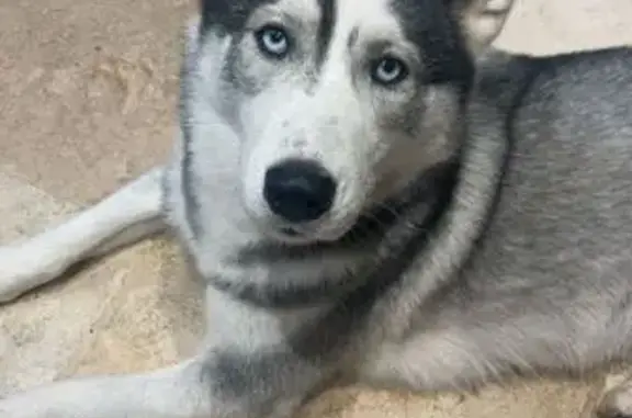 Husky grise perdue, Rue Victor Hugo - photo