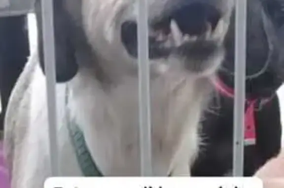 Cachorro Perdido na Rua Graúna, RJ: Ajude!