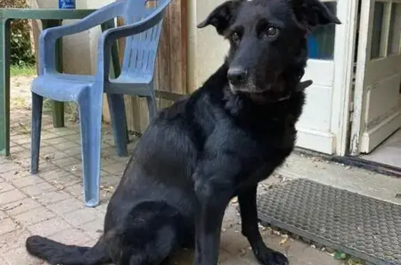Chien perdu : Kalis, 10 ans, Bercloux - photo