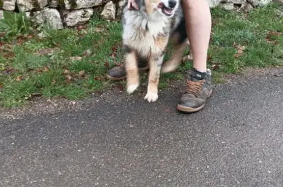 Chien trouvé sur le causse de Corn - photo