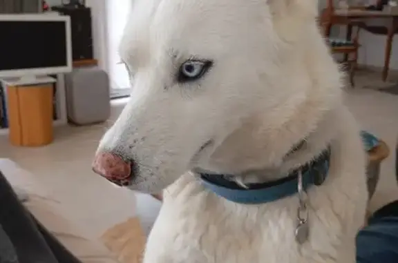 Husky blanche volée à Linguizzetta - photo