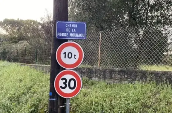 Chien trouvé Le Beausset, photo: Chien errant au Chemin la Pierre Mouraou