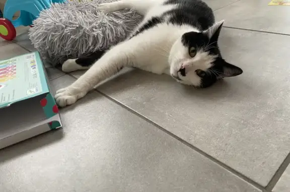 Chat noir et blanc perdu à Chambœuf - photo