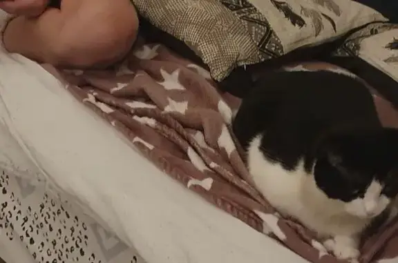 Chat perdu, , photo: Chatte noire et blanche disparue à Guéret