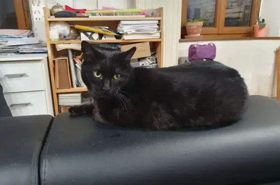 Animaux perdus Amiens, photo: Chat perdu à Amiens, allée Filachet