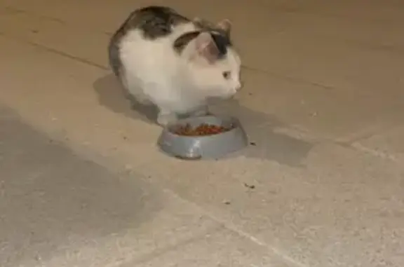Chat mâle blanc et gris trouvé à Rougnat - photo