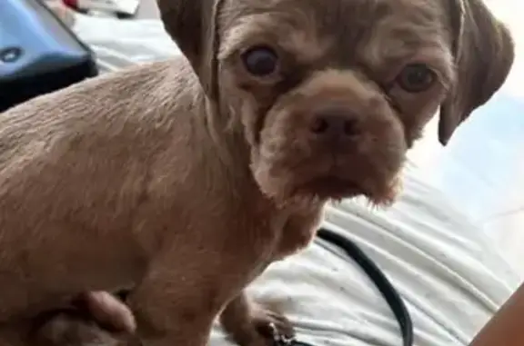 Shitzu Marrom Perdido na Av. Amazonas, RJ