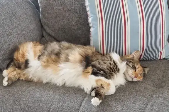 Chat perdu, Esnandes, photo: Chatte tricolore sans queue disparue