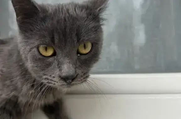 Jeune chat trouvé à Caudry, très affectueux - photo