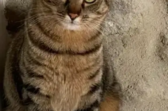 Chat perdu, Chomérac, photo: Chatte grise Lily disparue à Chomérac