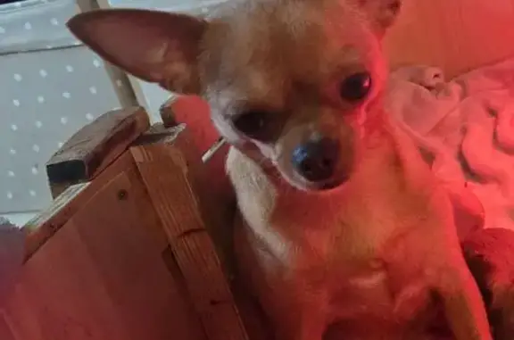 Chien perdu , photo : Chihuahua femelle perdue à Montacher