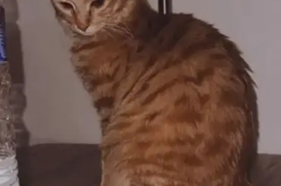Chat perdu, Allonnes, photo: Chatte rousse stérilisée perdue à Allonnes