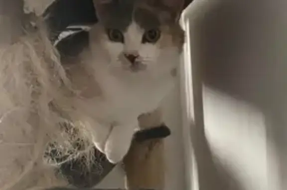 Chat perdu, , photo: Chat perdu au Clos de la Tuilerie