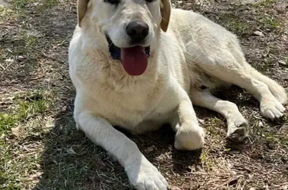 Friendly Found Dog in Tivoli C...