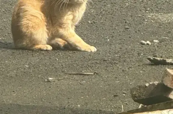 Chat mâle roux clair trouvé à Brecé - photo
