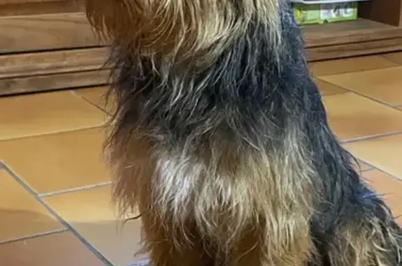 Chien trouvé craintif à Saumur - photo