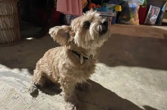 Found: Beloved Small Brown Dog...