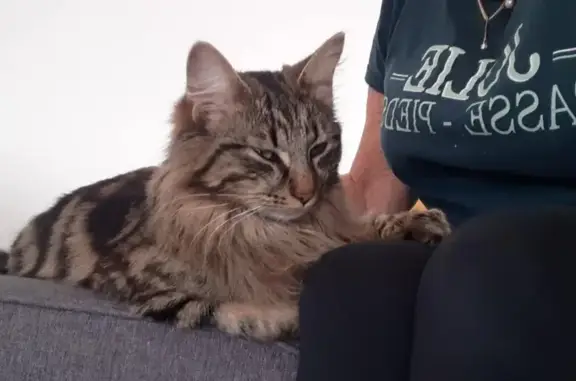Chat perdu, Challans, photo: Chat tigré disparu à Challans