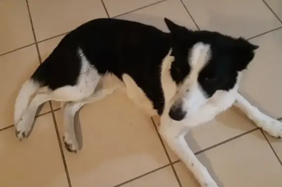Animaux trouvés , photo: Border collie femelle trouvée à Benagues